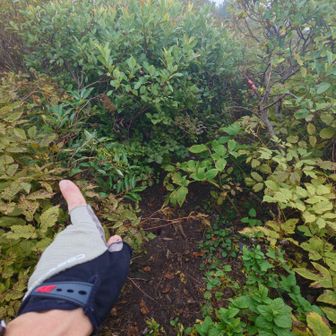 小屋に戻ろうとして道間違い。良く見ると分岐してる。最初は真っ直ぐ降りてしまった。両サイドの木が邪魔して歩きにくいので気がつく。小屋は左手。