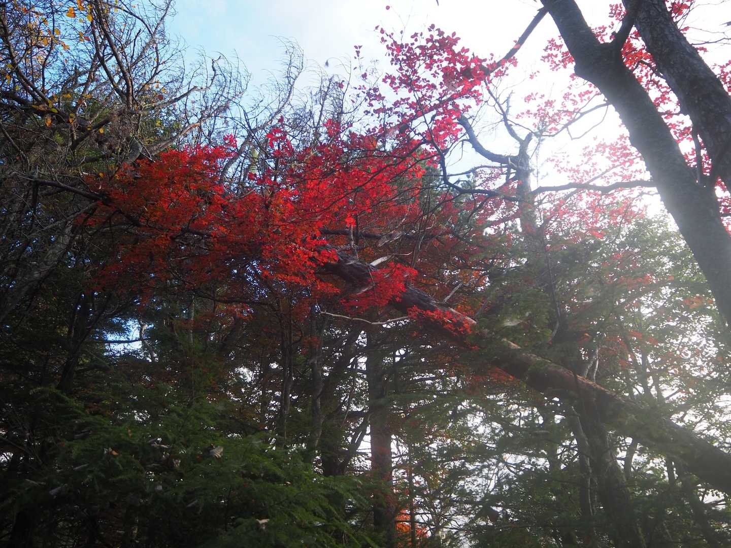 標高が上がるにつれて、晴れ間が見えてきました❗
