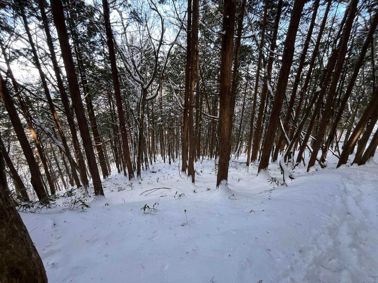 整列