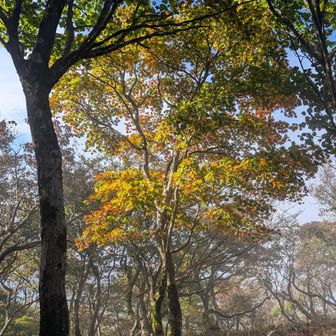 紅葉にスポットライト