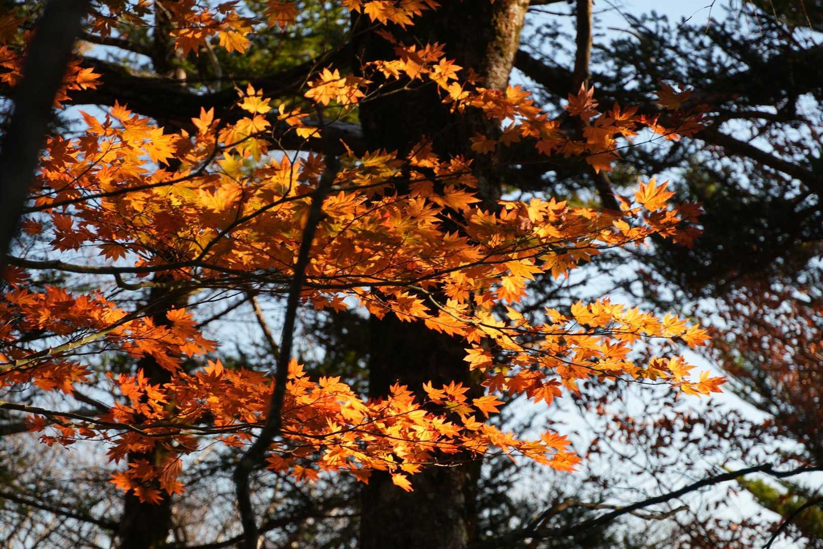 扇平山-ナダクマシロ山-常光寺山 往復コースの写真