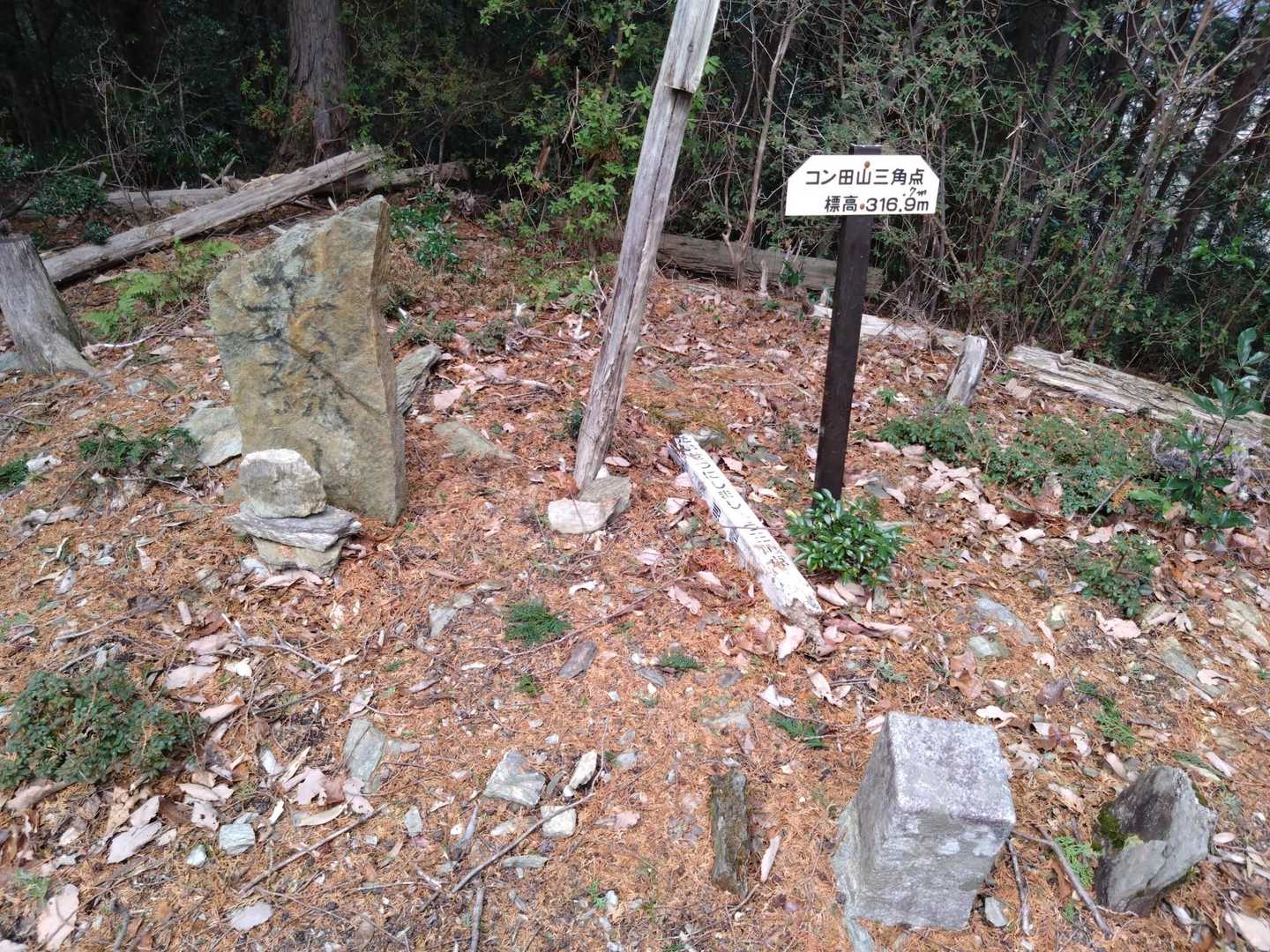 コン田山 往復コースの写真
