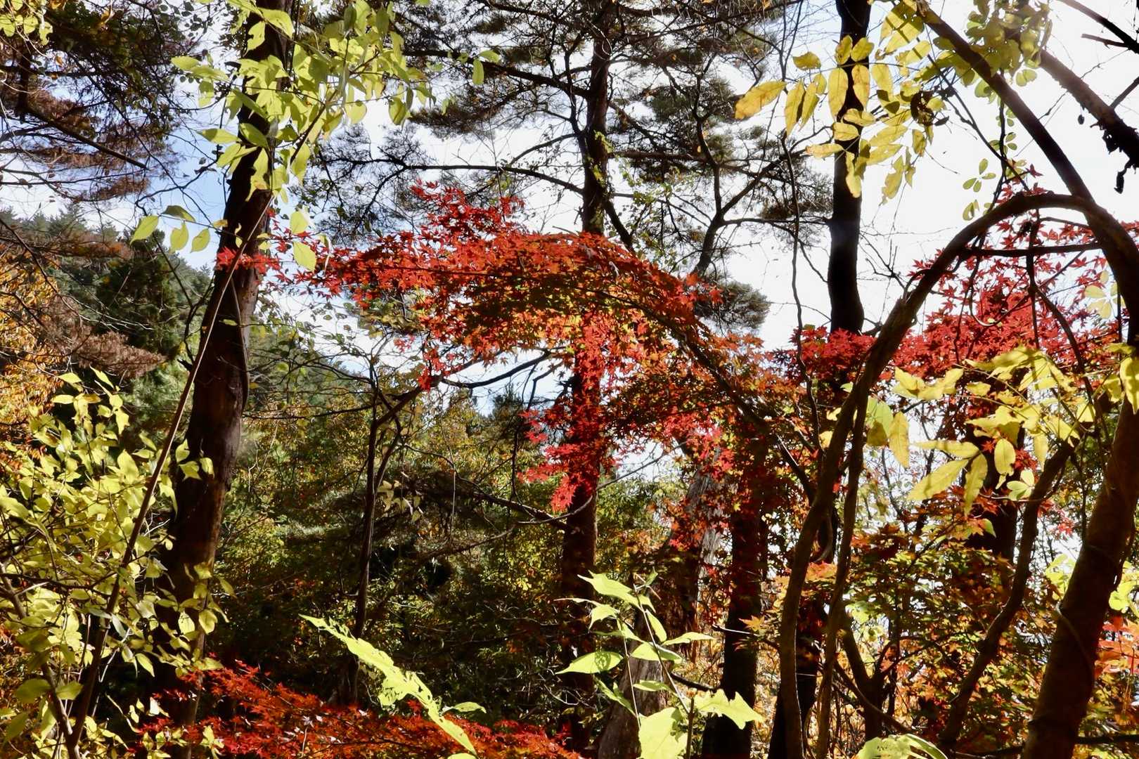 作業道の🍁