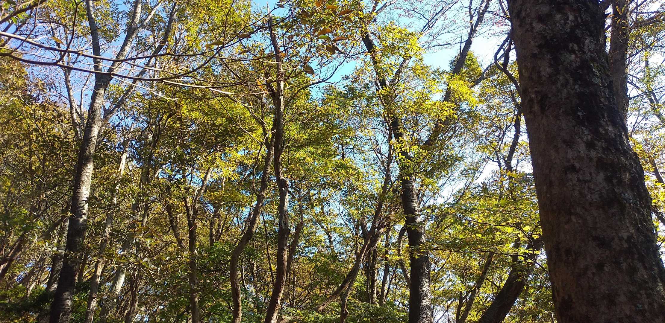 少し色付いています