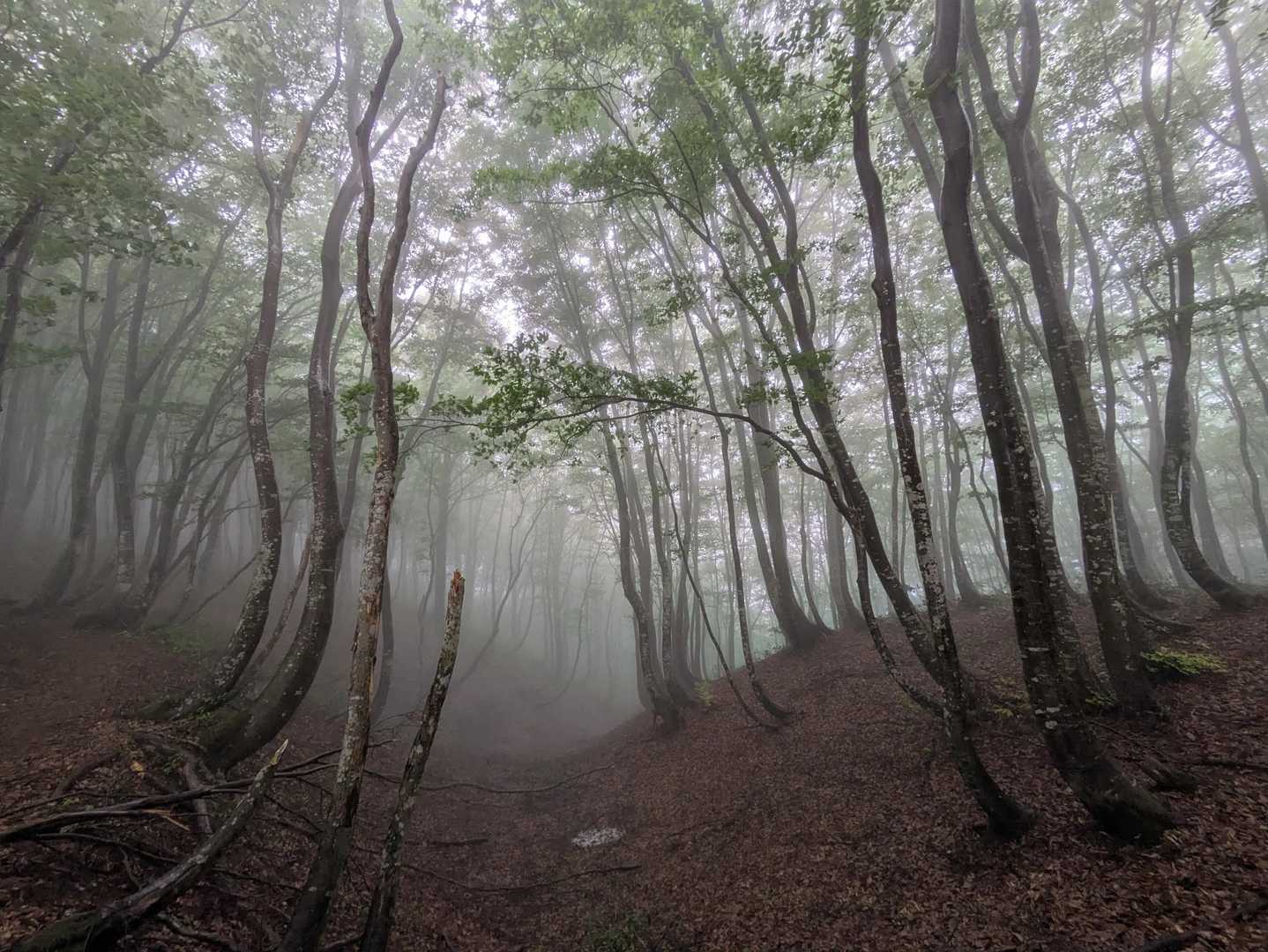 三ノ峠山・萱峠 | 棚池と錦鯉の里・山古志を見下ろす、長岡の静かな稜線歩きの写真
