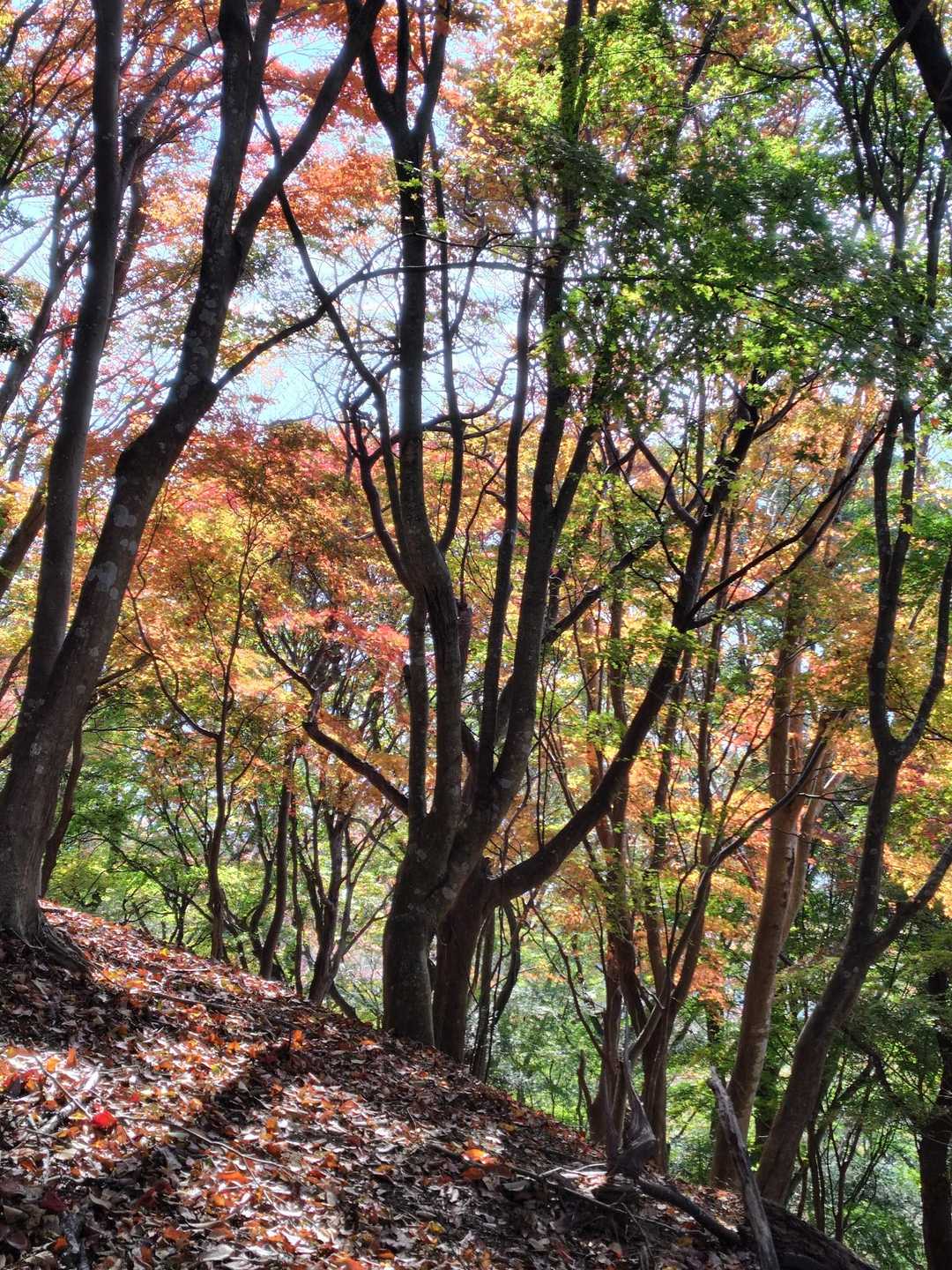 雲母谷の高-堀坂山-堀坂峠-堀坂峠の高-観音岳 周回コースの写真