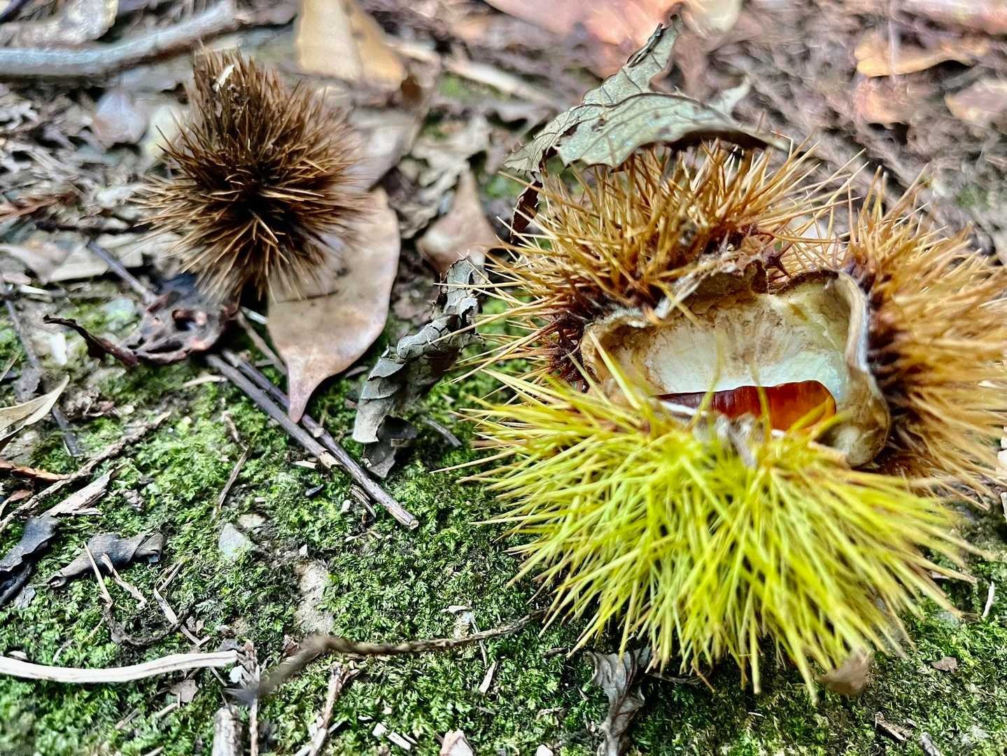 クリ🌰今年は豊作らしいですねー☆