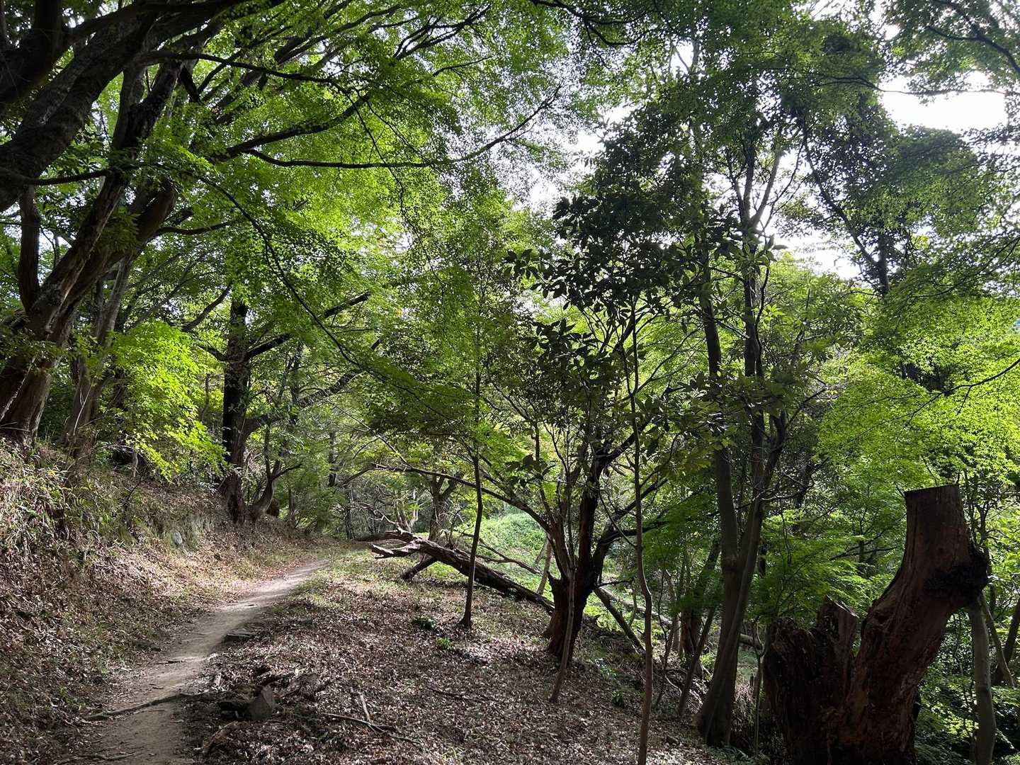 枚岡神社-タタラ山-暗峠-府民の森 森のレストハウス-天明 縦走コースの写真