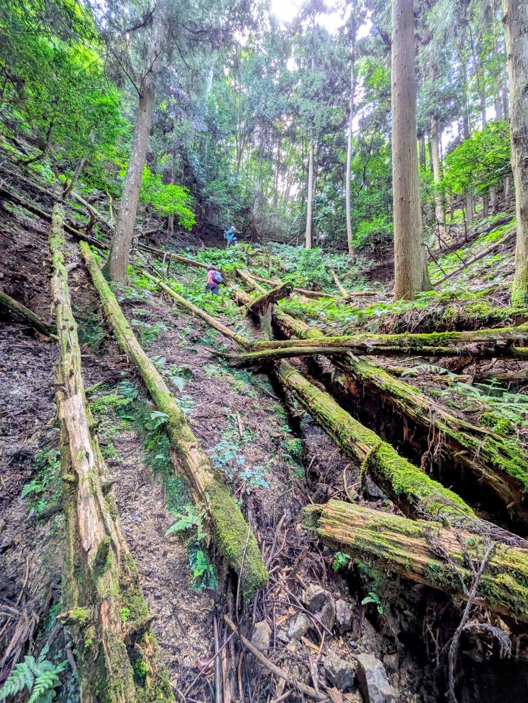 八ヶ尾山-八ヶ尾山登山口 周回コースの写真
