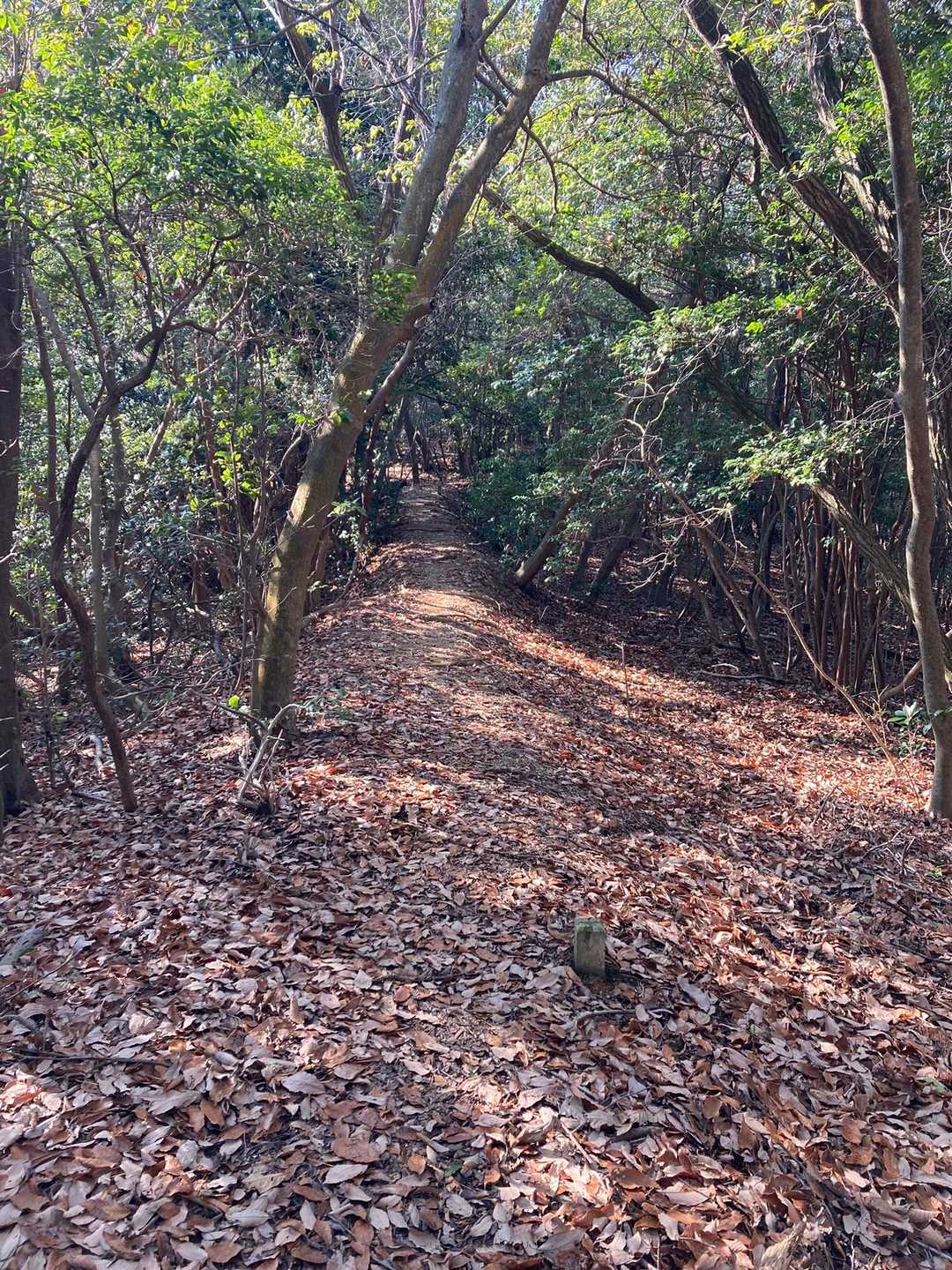道迷いの心配はなさそう