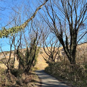 山桜のゲートを潜ってスタート
落ち葉のいい香りが漂っています