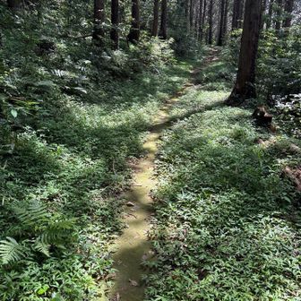 分岐のトイレから原山までは、
緩やかなアップダウンでした。
ここだけ、道にも苔生えてた。