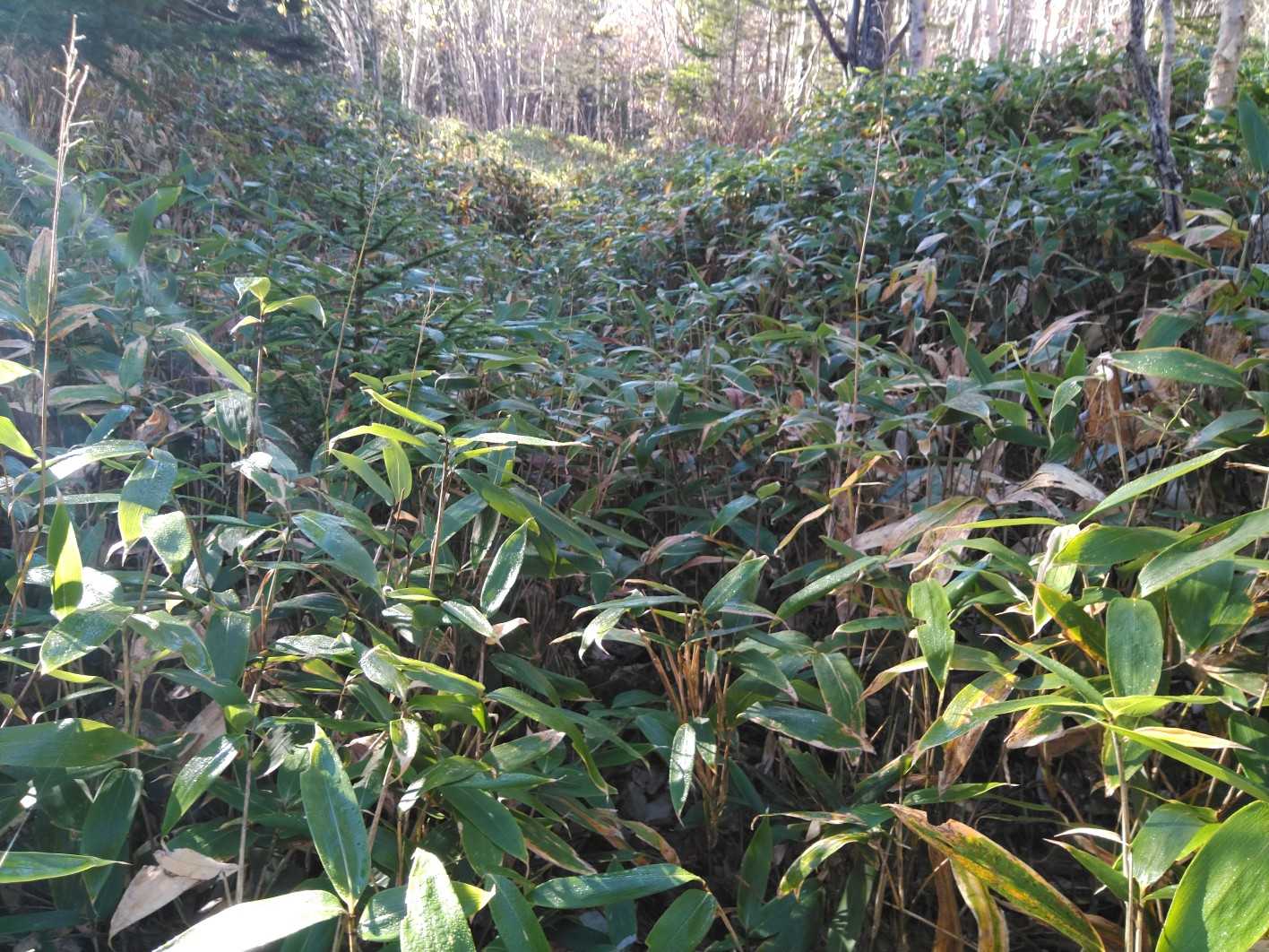 間違ってココを進みます😅こんな登山道よくあるからね(笑)
