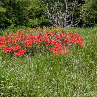 色鮮やかなレンゲツツジ