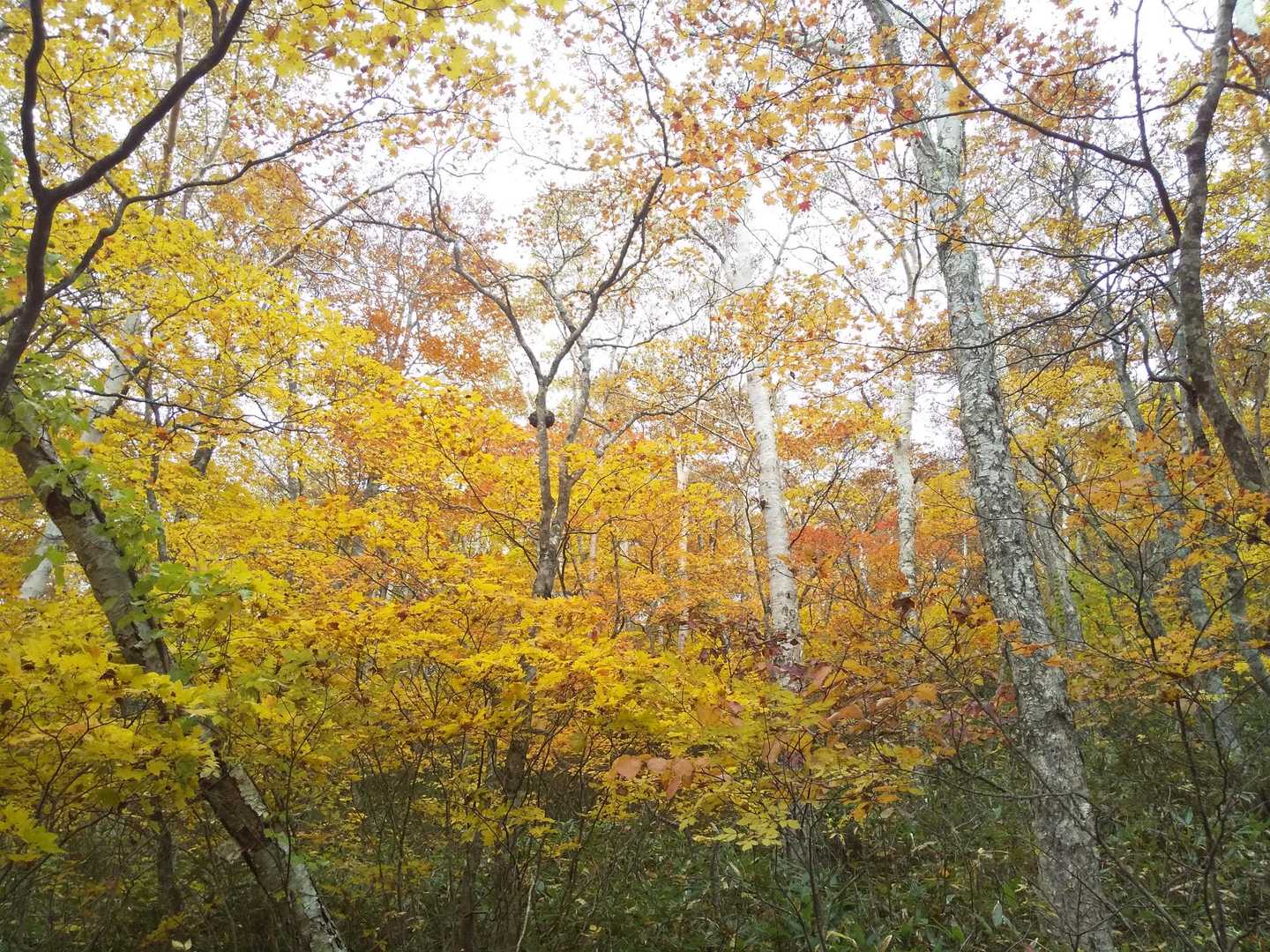 ふははは🍁