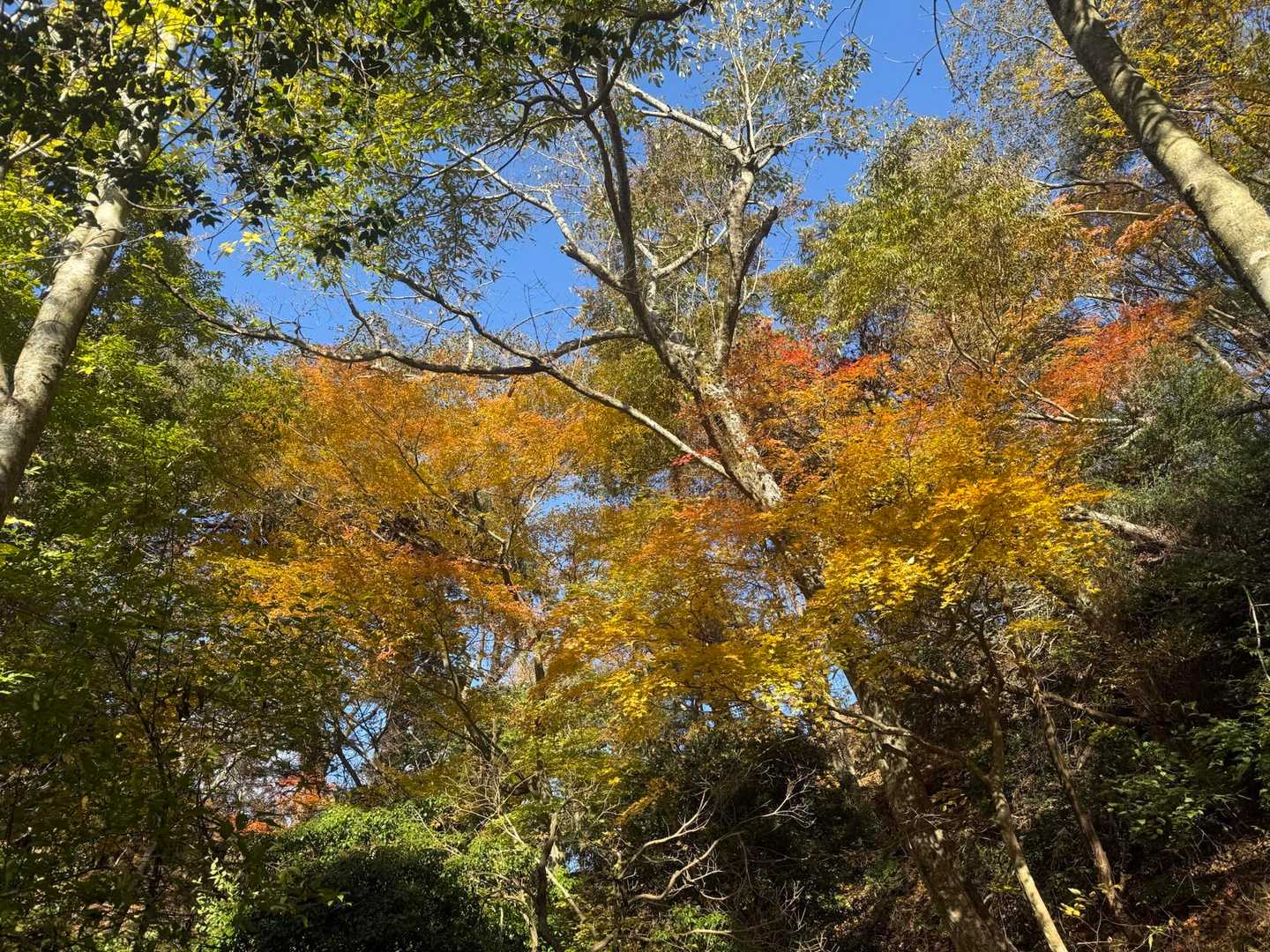 有馬側は結構風がありました。
そしてやっぱり先週より色づきいいような気がする。綺麗に見えるのはお天気なせいもあるのかな。