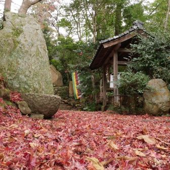 すっかり落葉したもみじ
出世不動明王から妙光寺山へ登り返す
