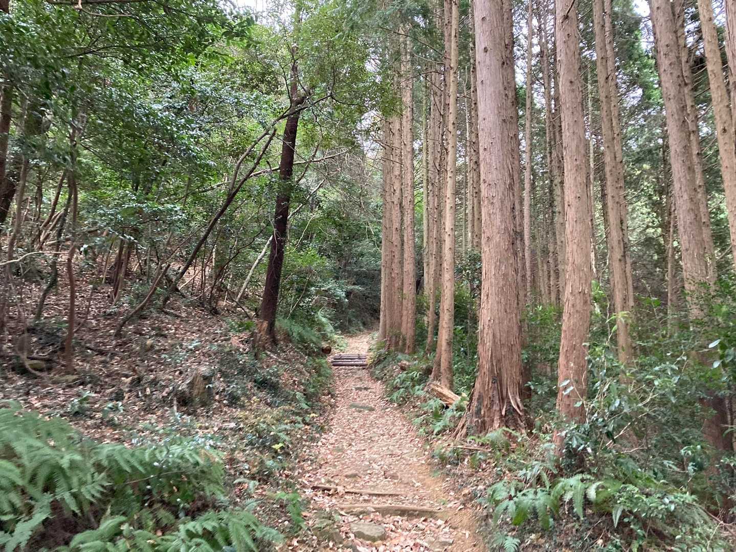 桑谷山 往復コースの写真