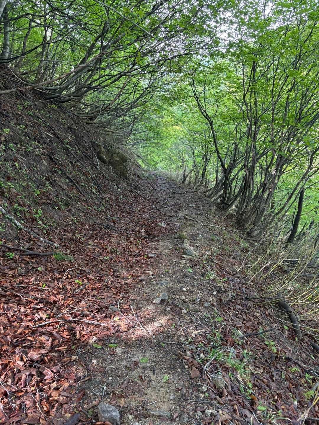貝月散歩道入口-貝月山-小貝月山 周回コースの写真