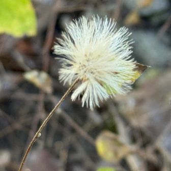 可愛いもふもふ😍