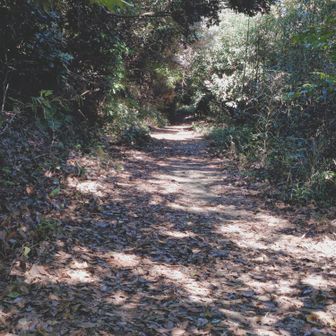 登山道は日陰です💡
浮嶽のクモの巣は大変でしたが😅
涼しい季節になりました✨