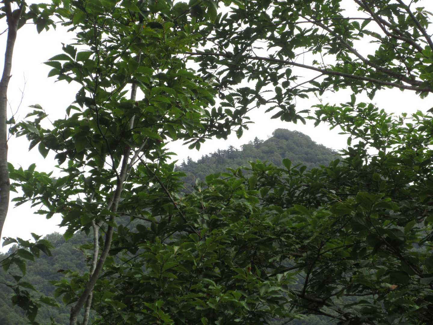 
湯ノ倉山山頂から見えた大嵐山