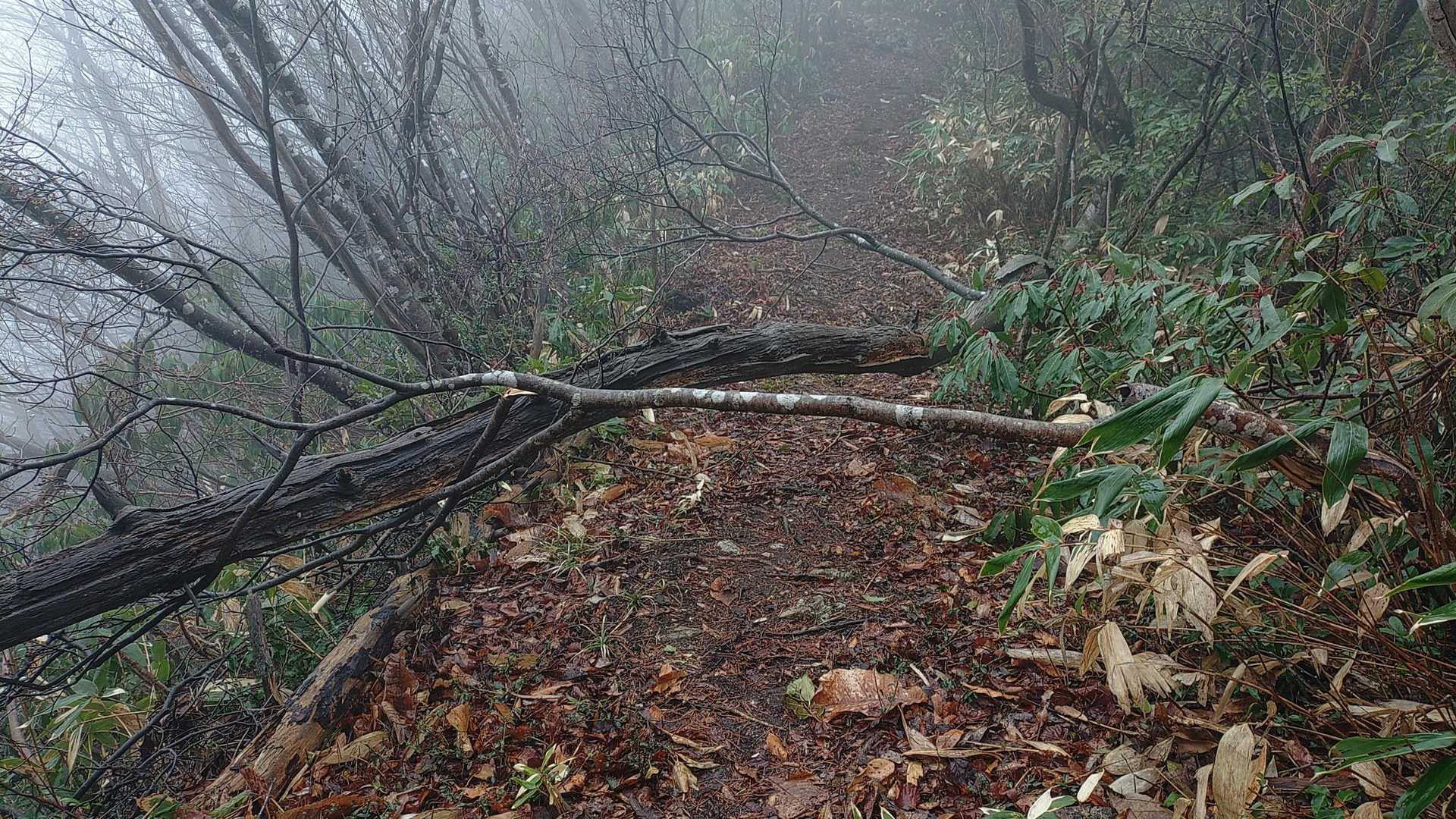 前日の爆風で登山道は倒木だらけで脚の短い俺には越えるのがキツい🤨
昨日までは脚が長かったんだけどな〜🤔と言い聞かす🤣
