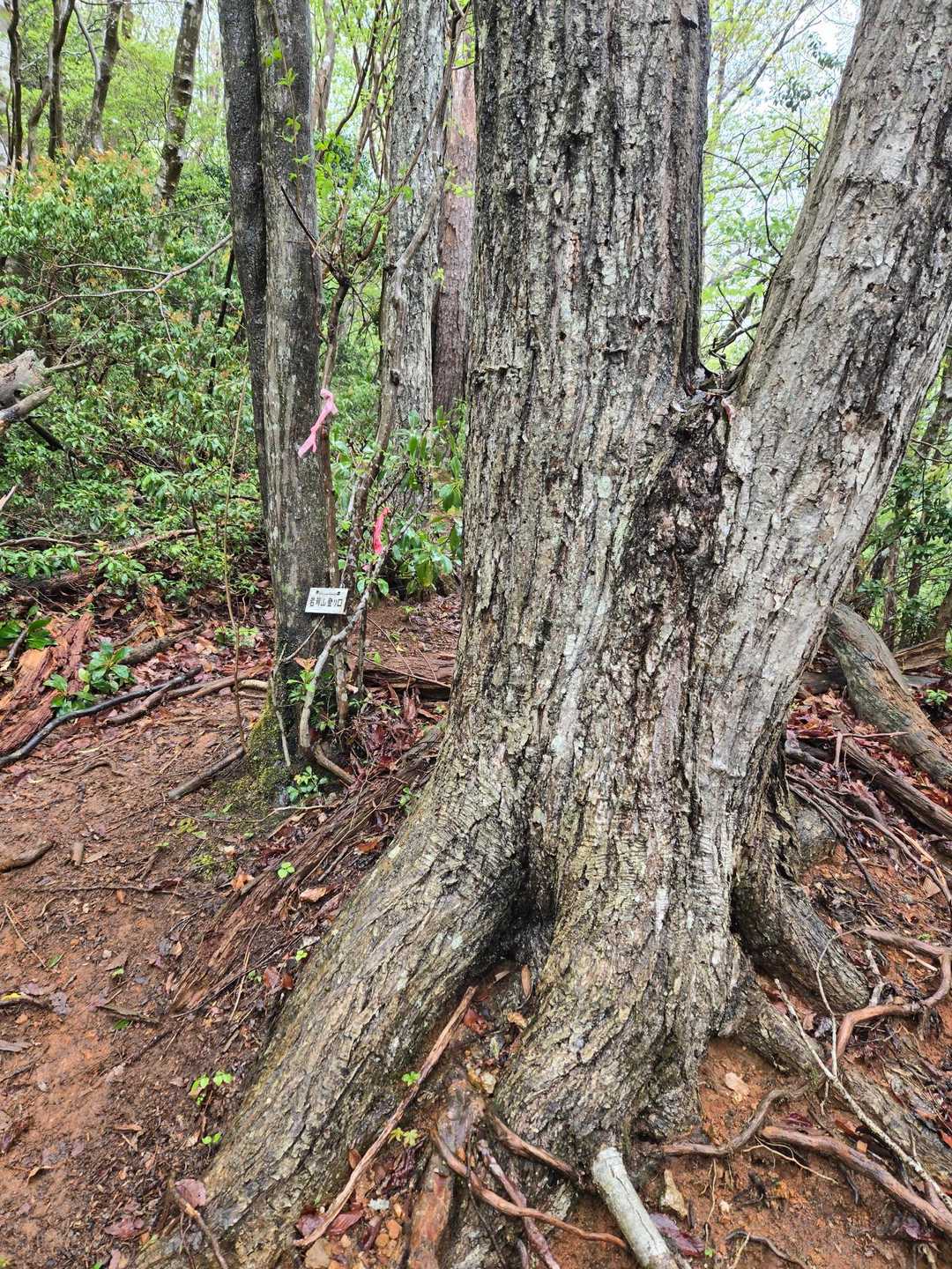 今は岩茸山への標識があるが、何年か前はこの分岐で間違うと桟敷ヶ岳に辿りつけ行けなかったの分岐