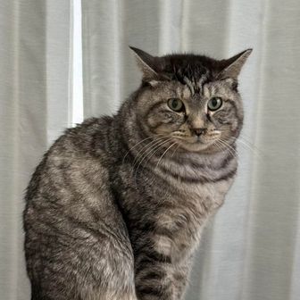 ぴーにゃん