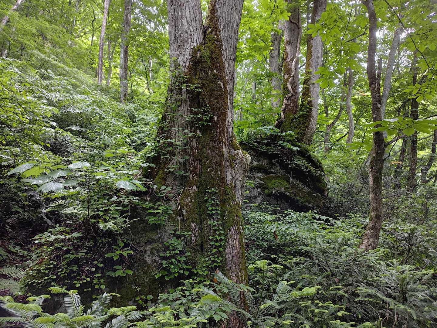 岩から生えてる木が多い🌳