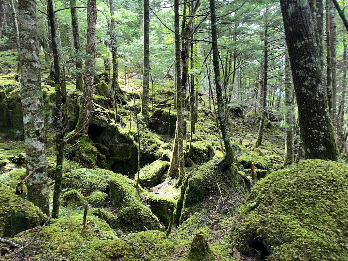苔が陽に輝く🌱✨
下山してきたからゆとりを持って眺められます