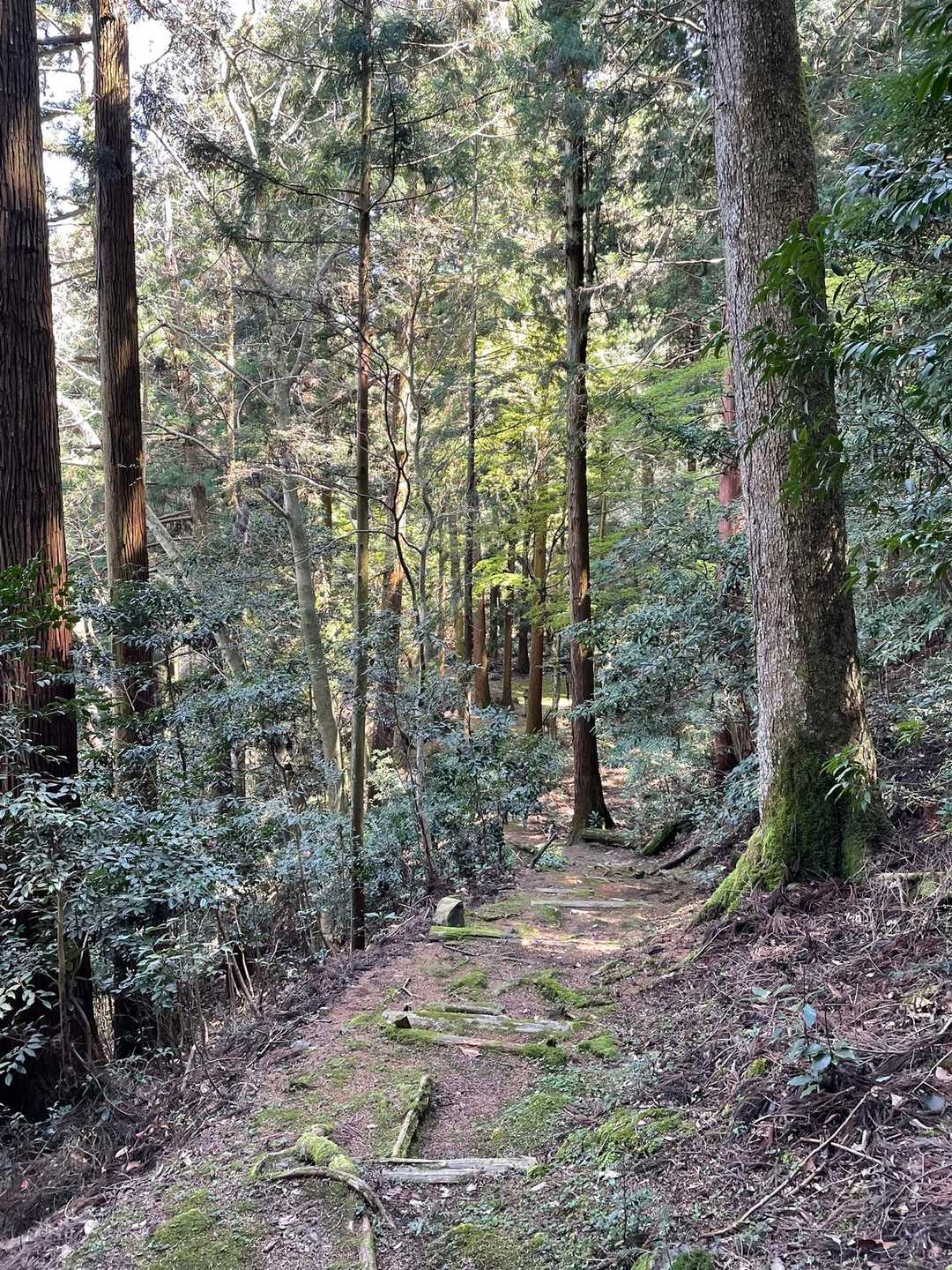 愛宕山 周回コースの写真