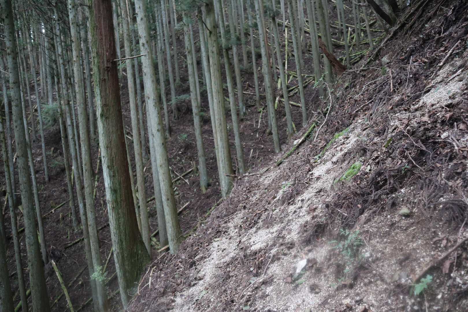 ここ踏み跡が細い～