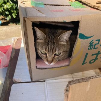 こしこし🐈🐈