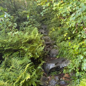 登山道に水が流れている箇所もありました