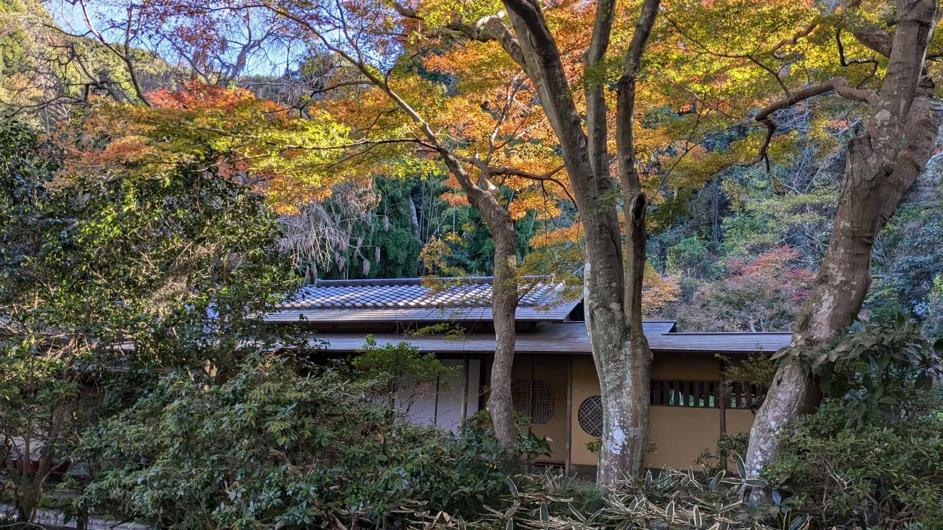茶室？モミジが綺麗です📷