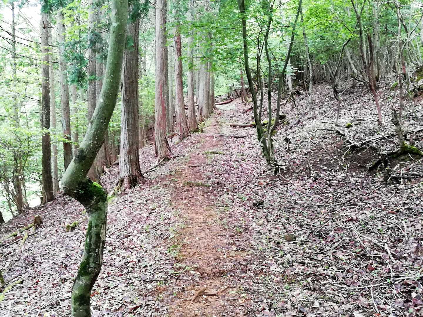 歩き易い遊歩道(1)
