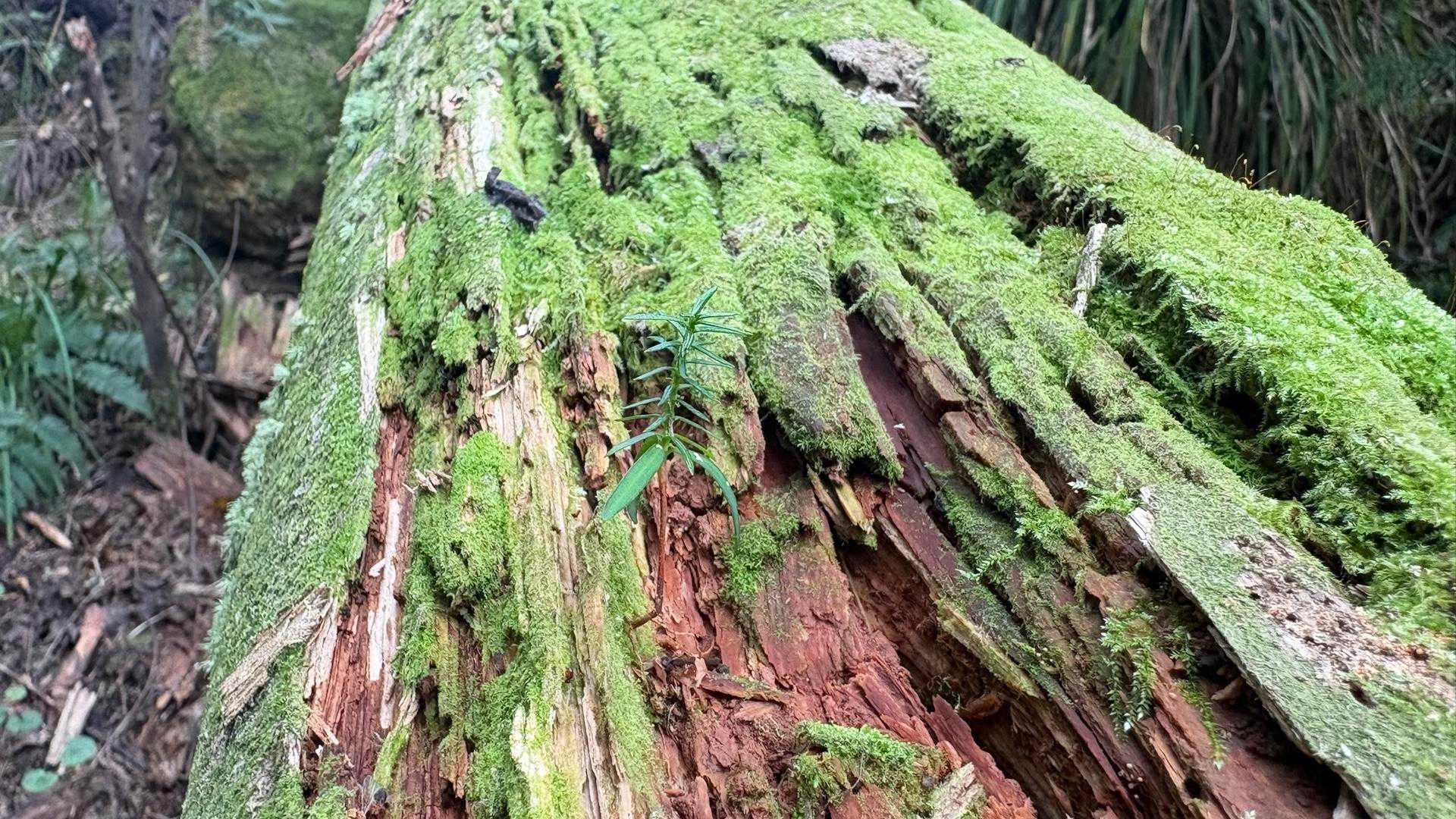 五ヶ山 往復コースの写真