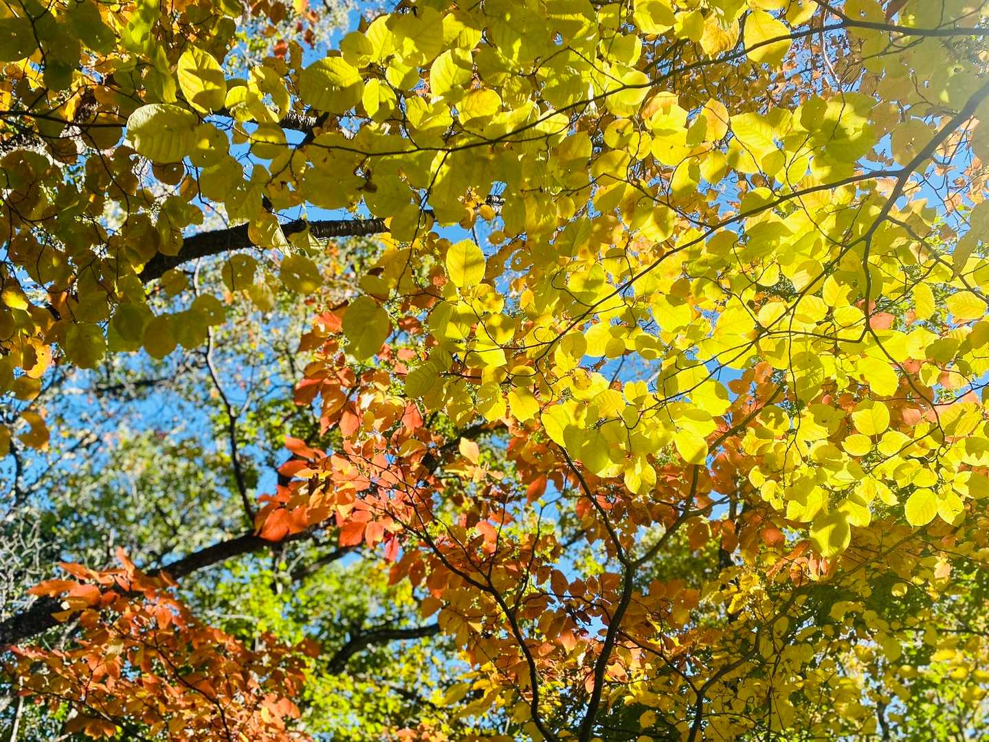 🍂🍁紅葉が綺麗🍁🍂