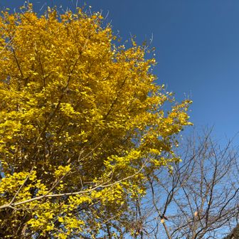 下りてきたら
大きな銀杏の木