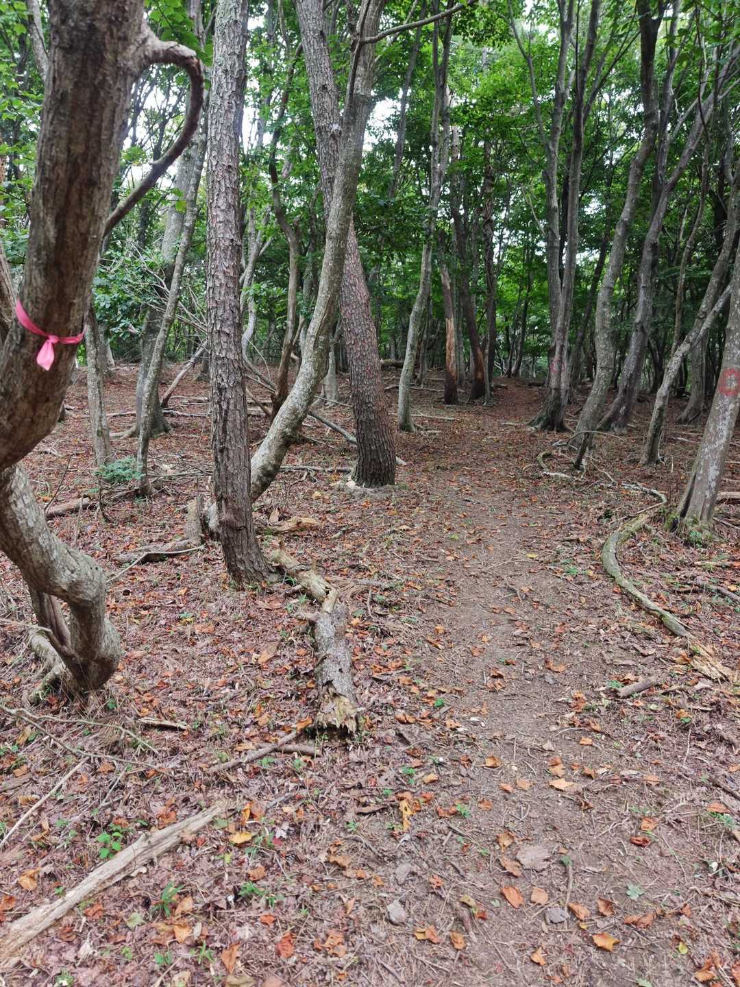 歩きやすい登山道。