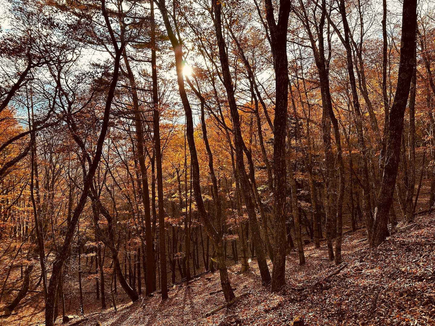 三湖台-足和田山 往復コースの写真