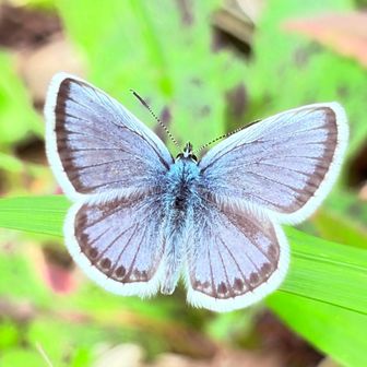 ヒメシジミ  凄くきれいな蝶々🦋
準絶滅危惧だって