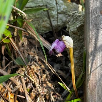 ﾅﾝﾊﾞﾝｷﾞｾﾙ
がんばって咲いてくれてる*°˖(ㅅ´ ˘ `)♡˖°*｡

おつかれ山〜
