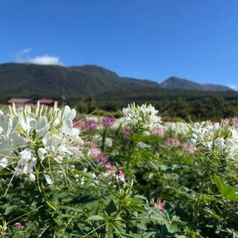 相変わらず
写真が上達しない(ﾉ≧ڡ≦)ﾃﾍｯ