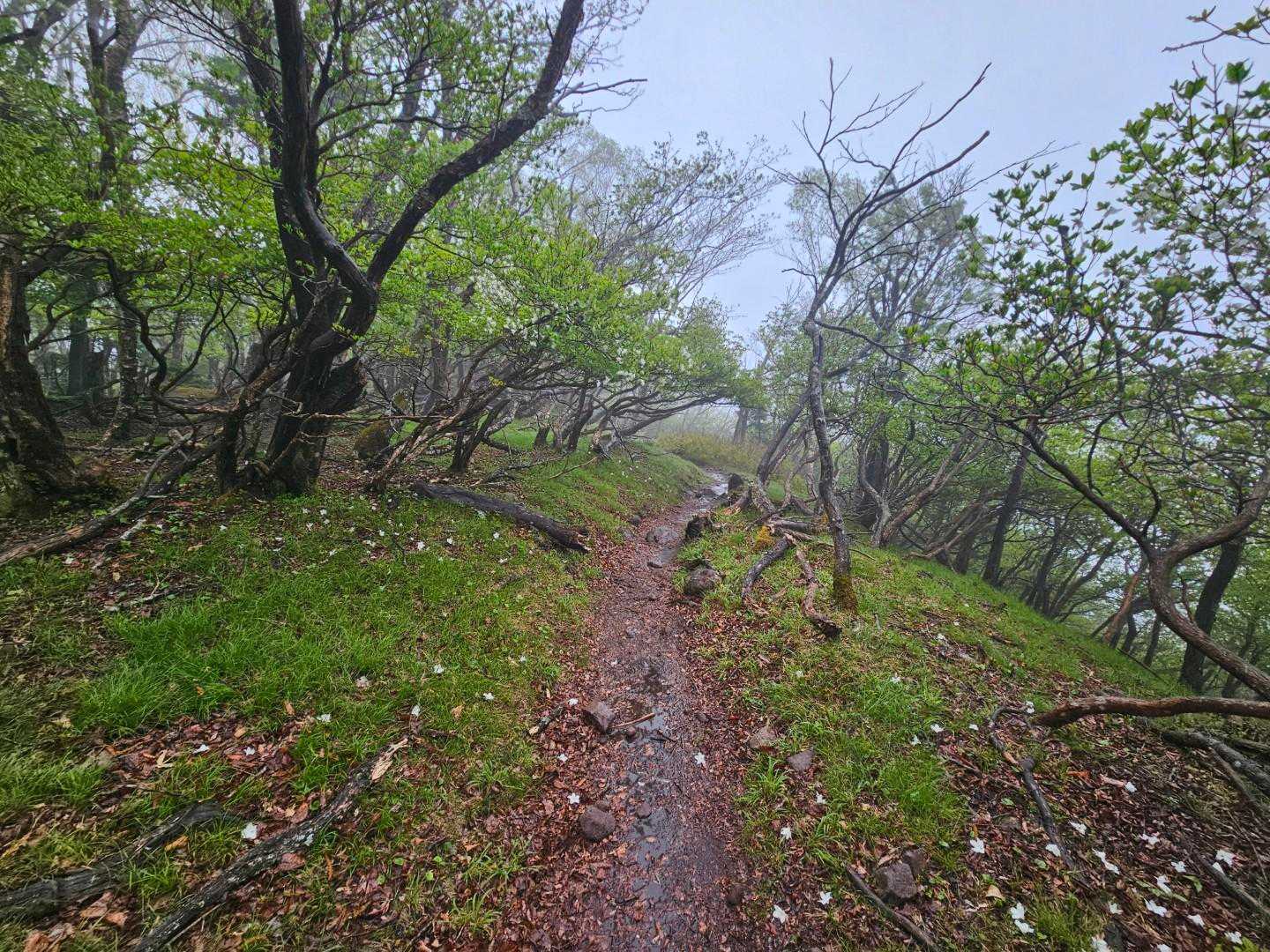 大入道-剣ヶ峰-八方ヶ原大間々台登山口 周回コースの写真