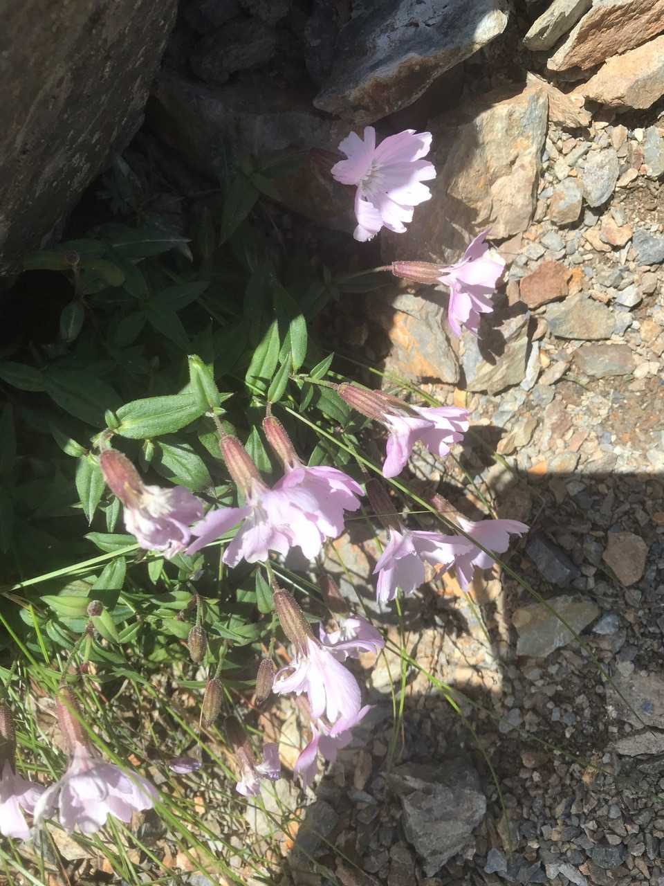 タカネビランジ 赤花(ピンク)