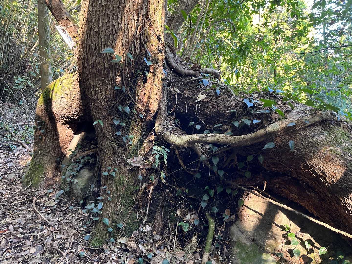 ハグする木🌳