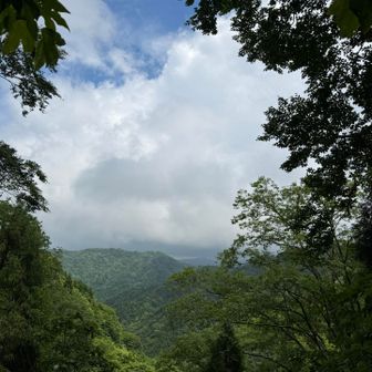 長居は無用！！！

ところにより小雨の下山はお気をつけください！
苔った石ころと根っこがつるつるー✨
うっかりのったら・・
白い空が見えました🤣🤣🤣
