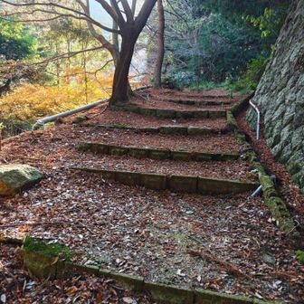 下山してきて　わずかに残る🍁の絨毯✨️
　今年はイッパイありがとうネ(*^^*)